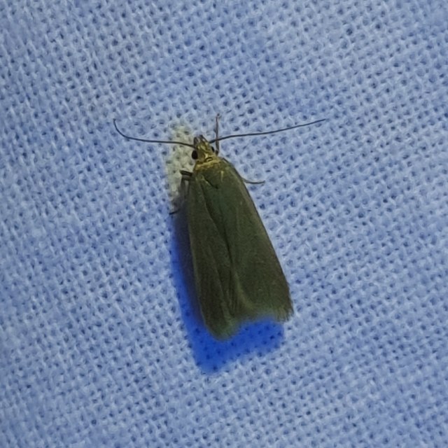 Acompsia cinerella - szürke sarlósmoly