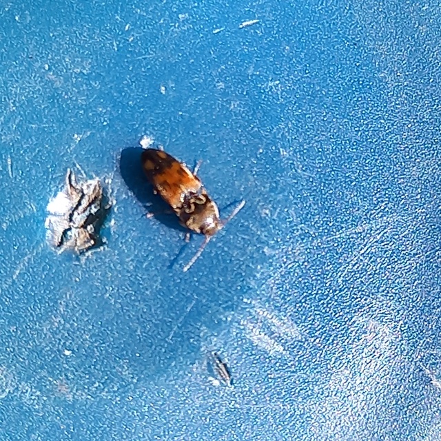 Drasterius bimaculatus - változékony pattanó
