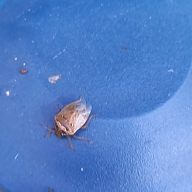 Eysarcoris ventralis - fakó feketefejű-poloska Eysarcoris ventralis - fakó feketefejű-poloska