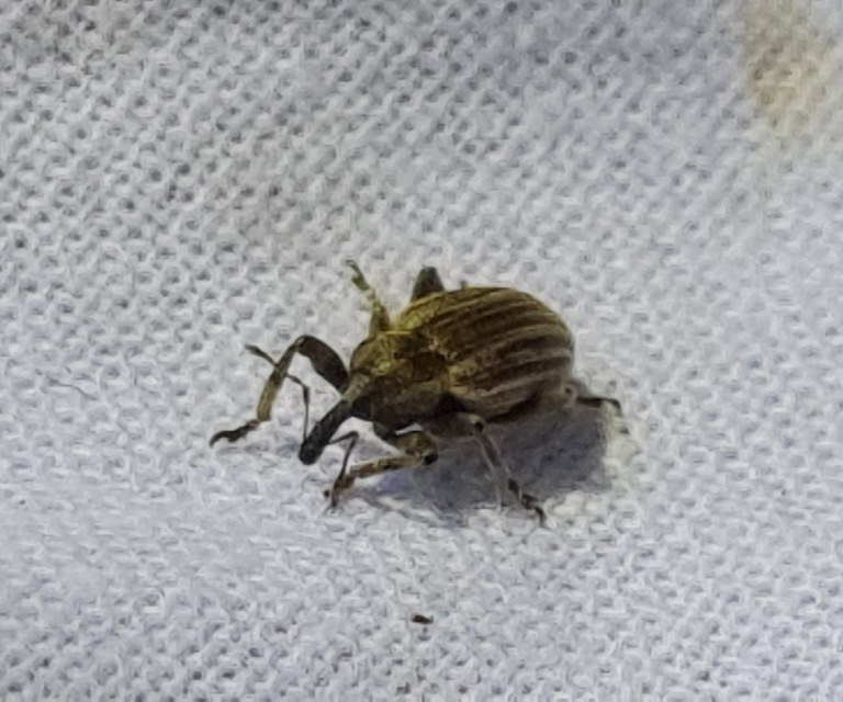 Hypera striata - sávos pikkelyesormányos