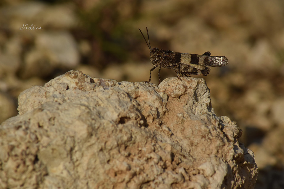 Oedipoda caerulescens - kékszárnyú sáska