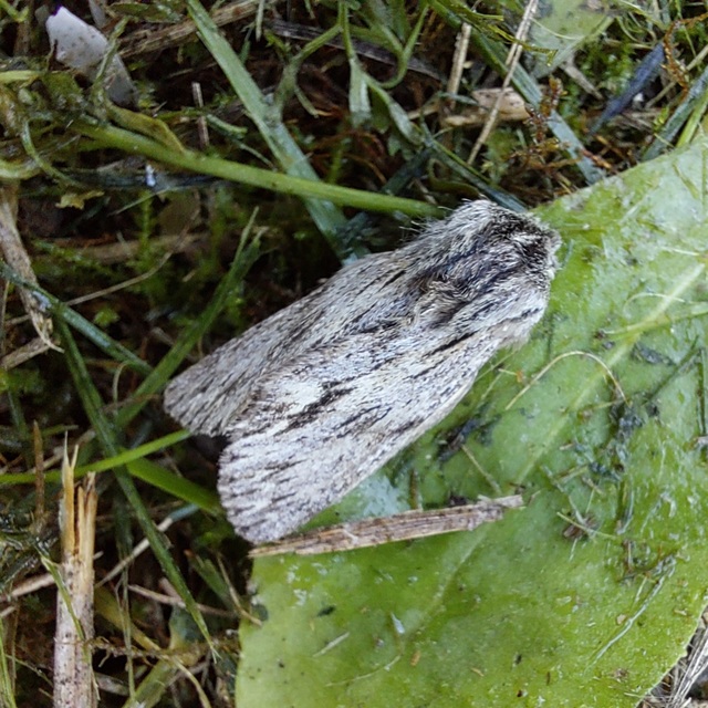Asteroscopus sphinx - csillagnéző bundásbagoly