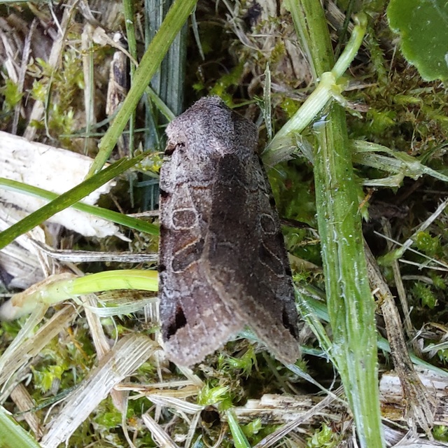 Anchoscelis litura - tarka őszibagoly