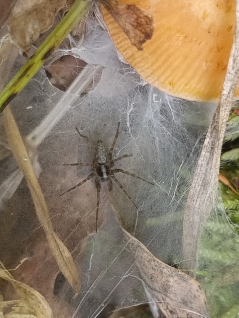 Histopona torpida - karcsú zugpók