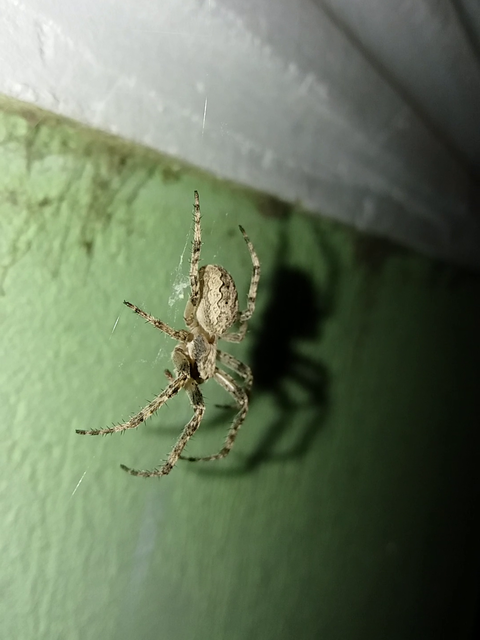 Larinioides ixobolus - ereszalji keresztespók