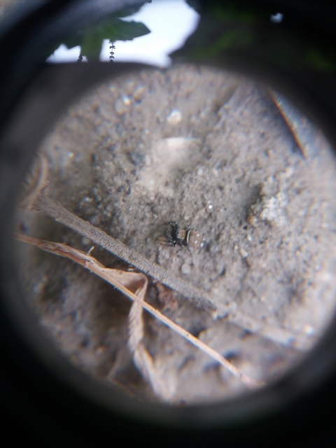 Heliophanus