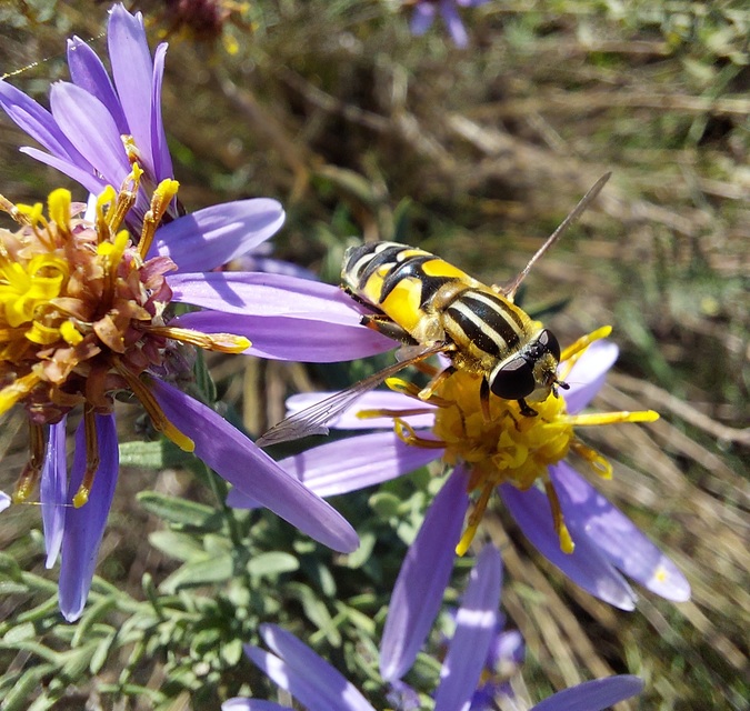 Helophilus trivittatus - nagy mocsárilégy