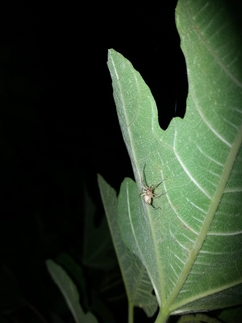 Cheiracanthium