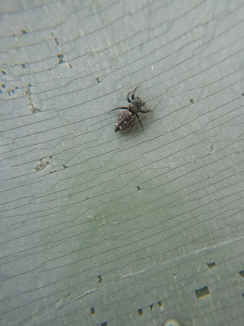 Heliophanus