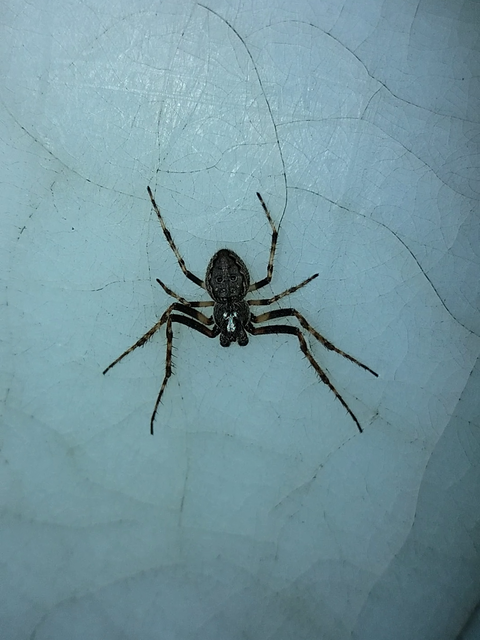 Nuctenea umbratica - közönséges rés-keresztespók