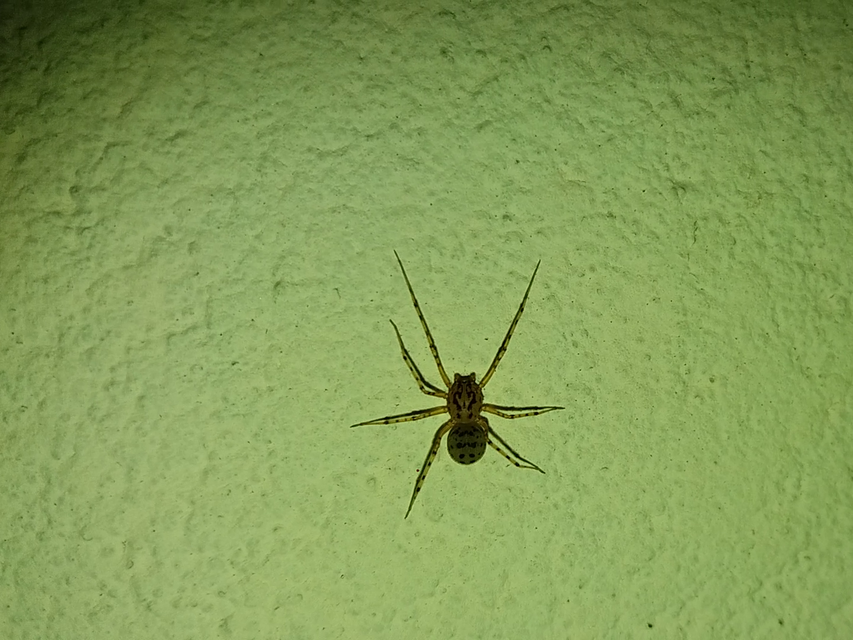 Scytodes thoracica - közönséges csupaszpók