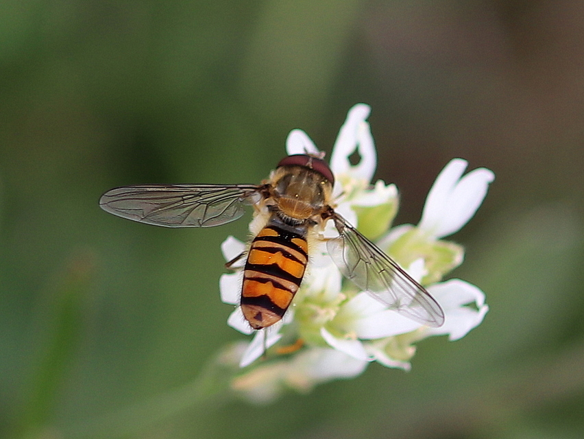 Episyrphus balteatus - ékfoltos zengőlégy