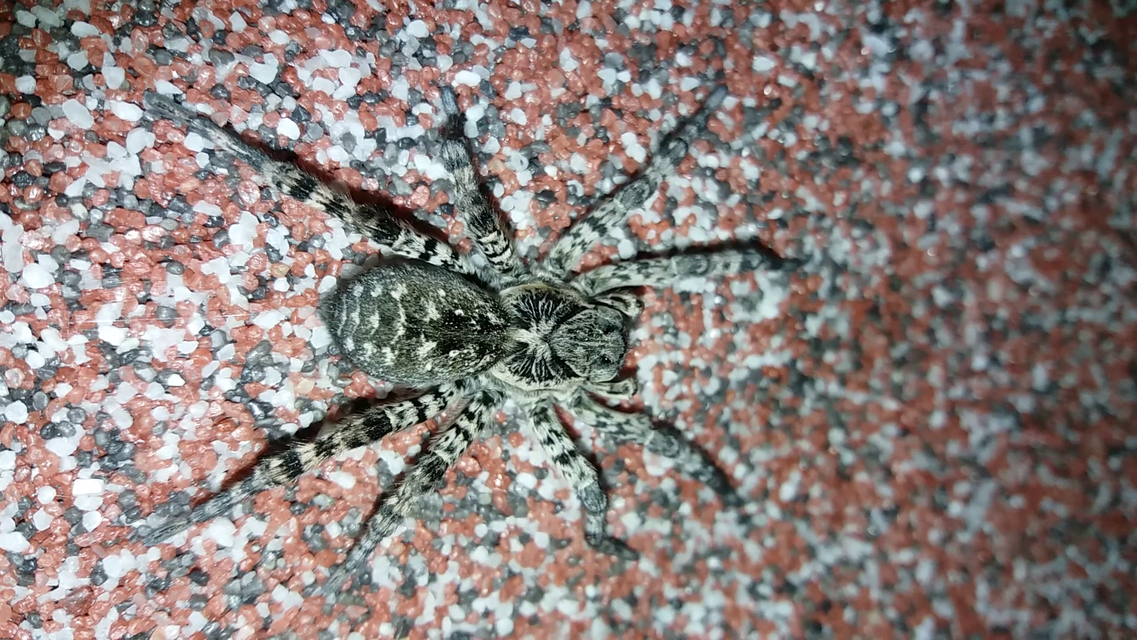 Lycosa singoriensis - szongáriai cselőpók
