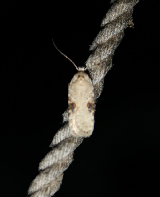 Agonopterix alstromeriana - bürök-laposmoly