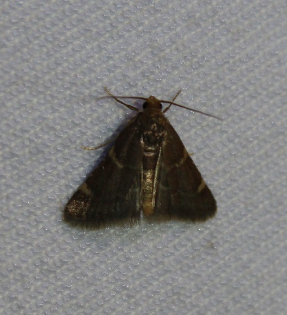 Pyralis perversalis - pusztai fényilonca Pyralis perversalis - pusztai fényilonca