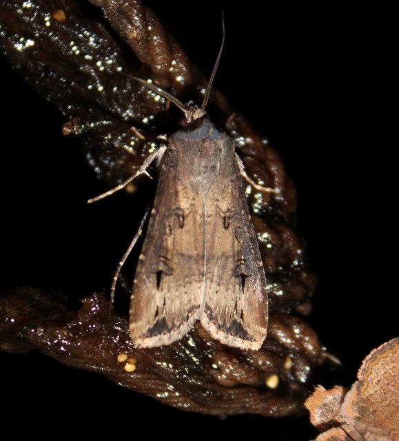Agrotis ipsilon - nagy földibagoly