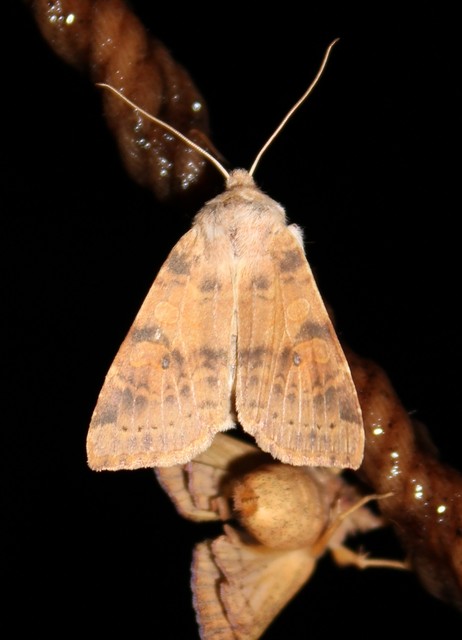 Cirrhia ocellaris - fakó sárgabagoly