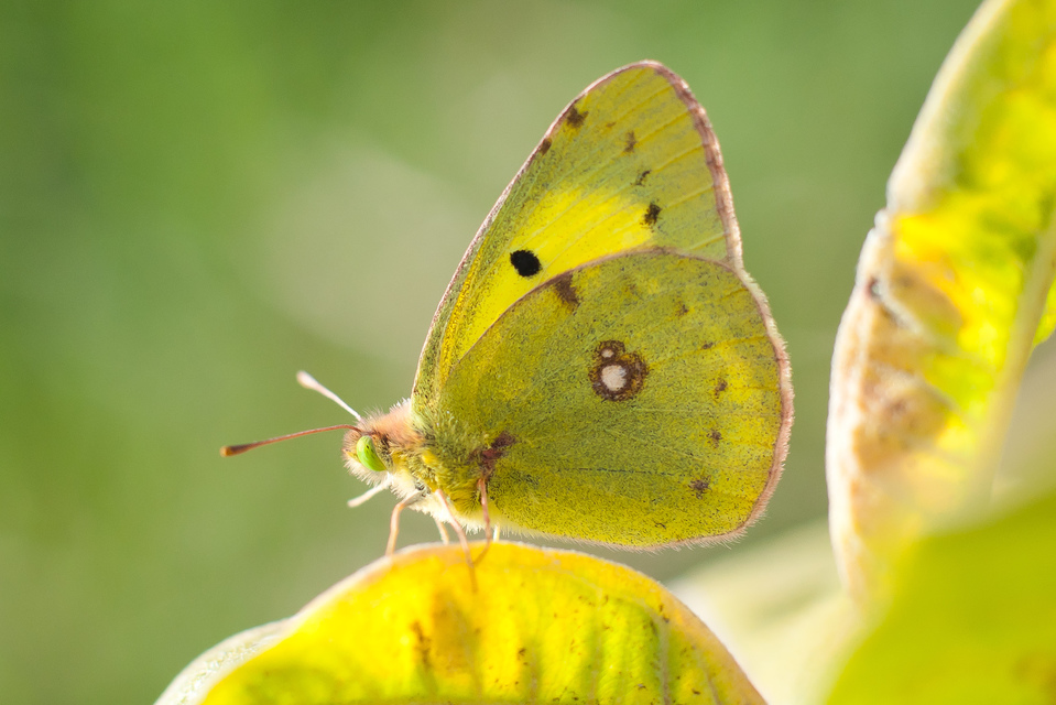 Colias erate - csángó-kéneslepke