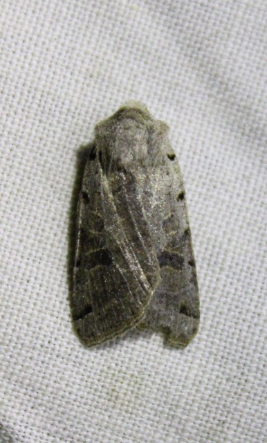 Anchoscelis litura - tarka őszibagoly