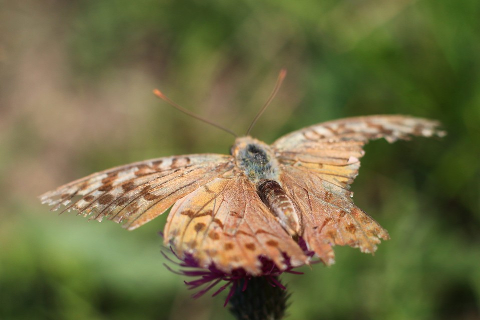 Argynnis pandora - zöldes gyöngyházlepke