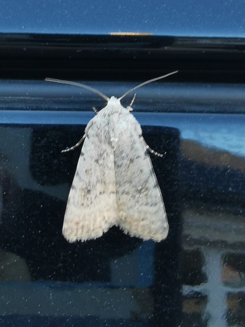 Paradrina clavipalpis - közönséges selymesbagoly