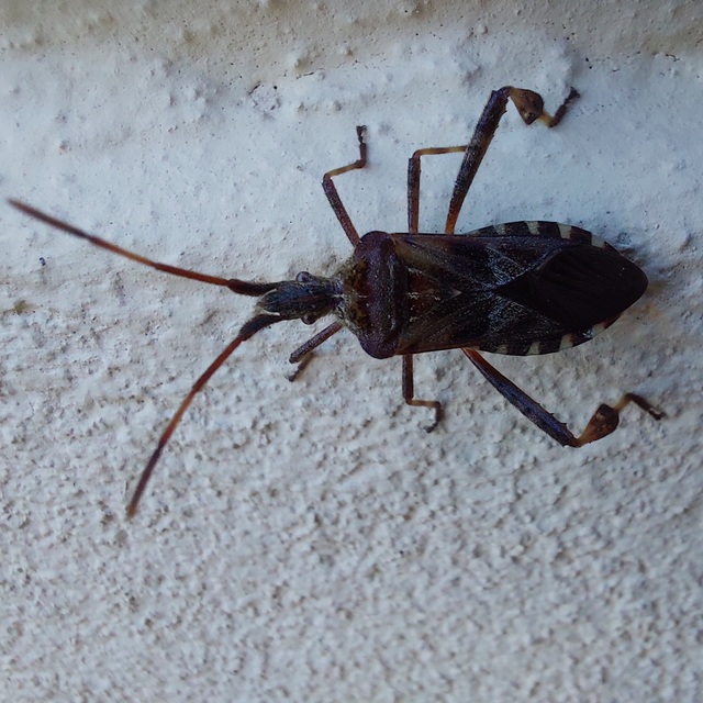 Leptoglossus occidentalis - nyugati levéllábú poloska