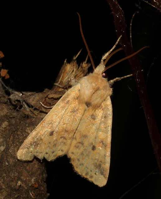 Cirrhia gilvago - foltos sárgabagoly