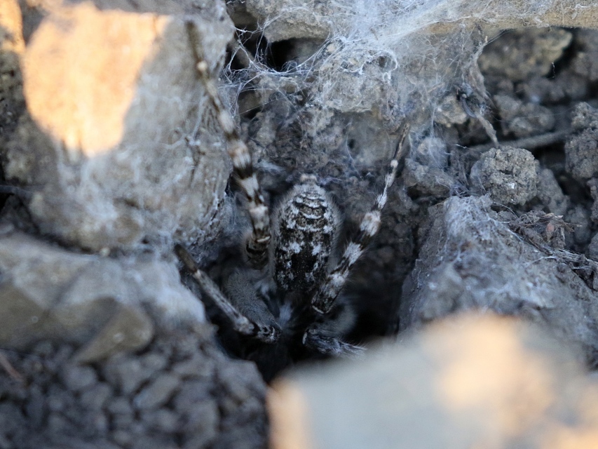 Lycosa singoriensis - szongáriai cselőpók