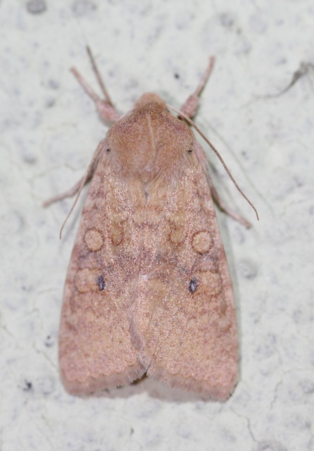 Cirrhia ocellaris - fakó sárgabagoly