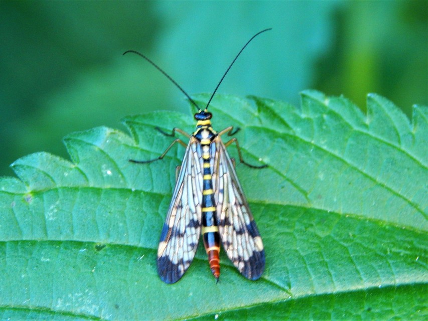 Panorpa communis - közönséges skorpiólégy
