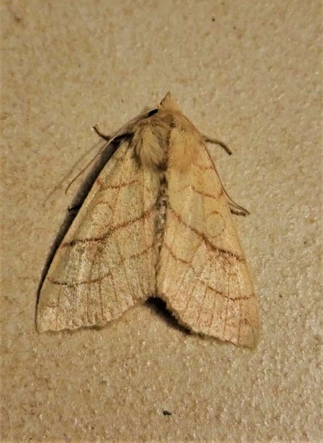 Tiliacea citrago - citromszínű sárgabagoly