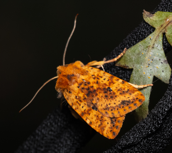 Conistra rubiginea - vörös őszibagoly