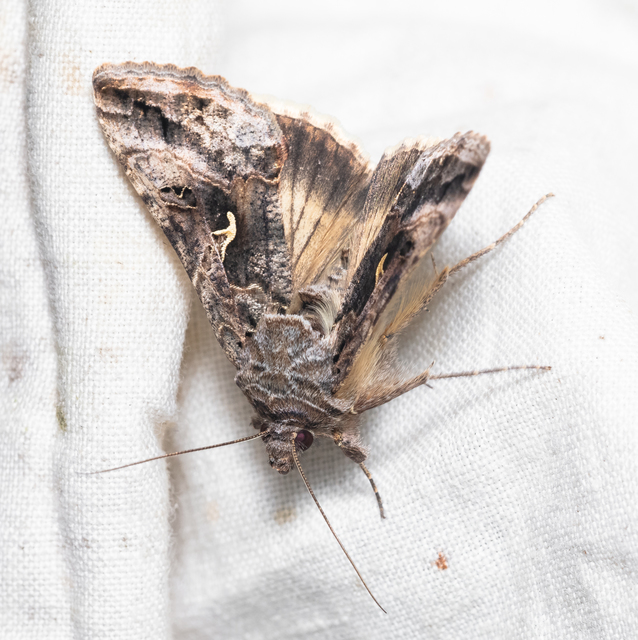 Autographa gamma - gammalepke