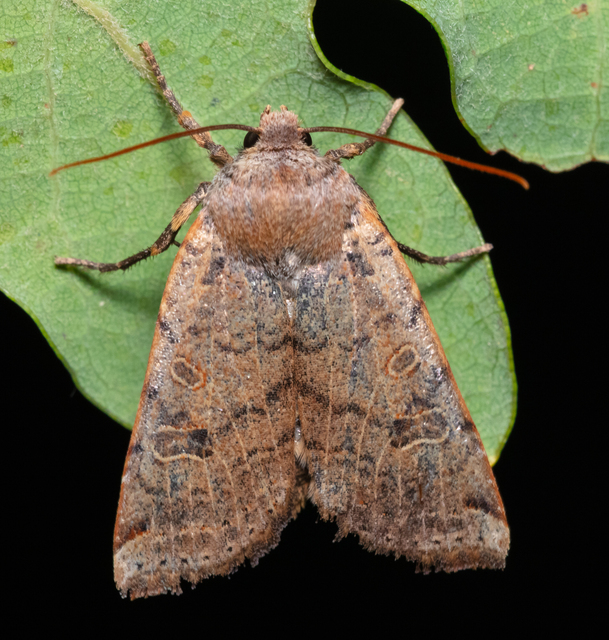 Conistra veronicae - veronika-őszibagoly