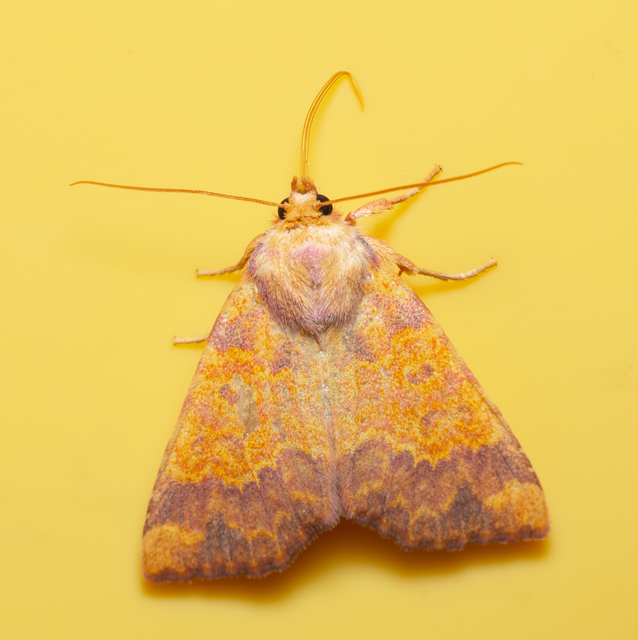 Tiliacea aurago - aranyló sárgabagoly