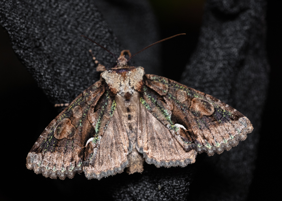 Allophyes oxyacanthae - galagonyabagoly