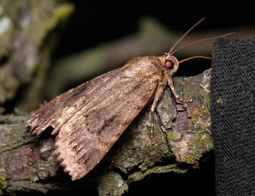 Amphipyra berbera/pyramidea