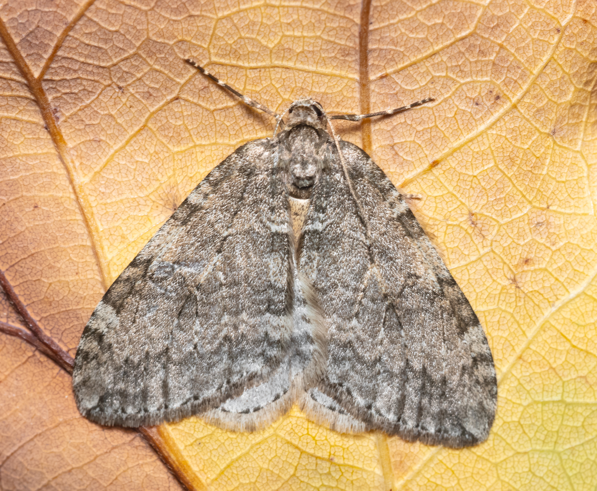 Epirrita christyi/dilutata