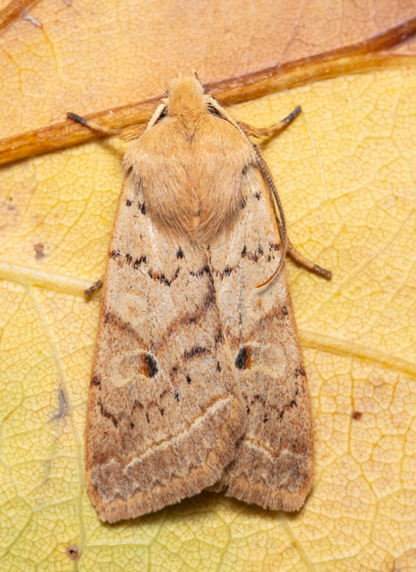 Leptologia macilenta - gyertyán-őszibagoly