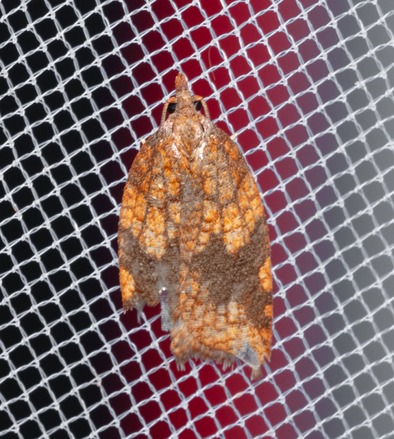 Acleris rhombana - cifra levélmoly