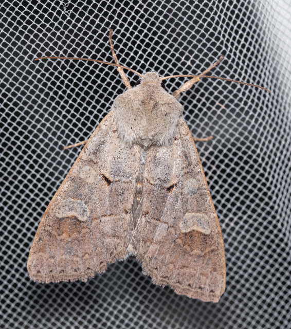 Ammoconia caecimacula - szürke őszibagoly