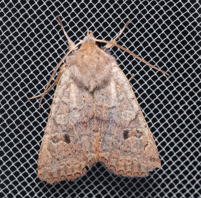 Propenistra laevis - könnyű őszibagoly