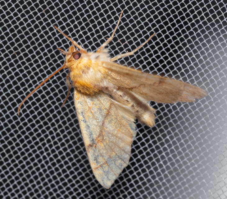 Tiliacea citrago - citromszínű sárgabagoly