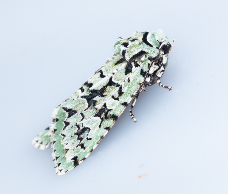 Griposia aprilina - őszi zöldbagoly