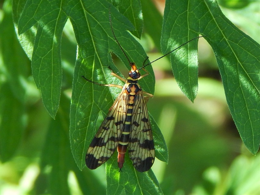 Mecoptera - Csőrösrovarok
