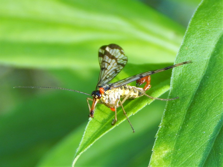 Mecoptera - Csőrösrovarok