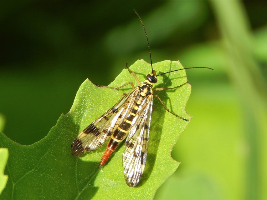 Mecoptera - Csőrösrovarok