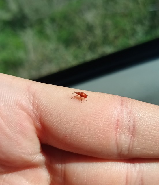 Apion frumentarium - vörös cickányormányos