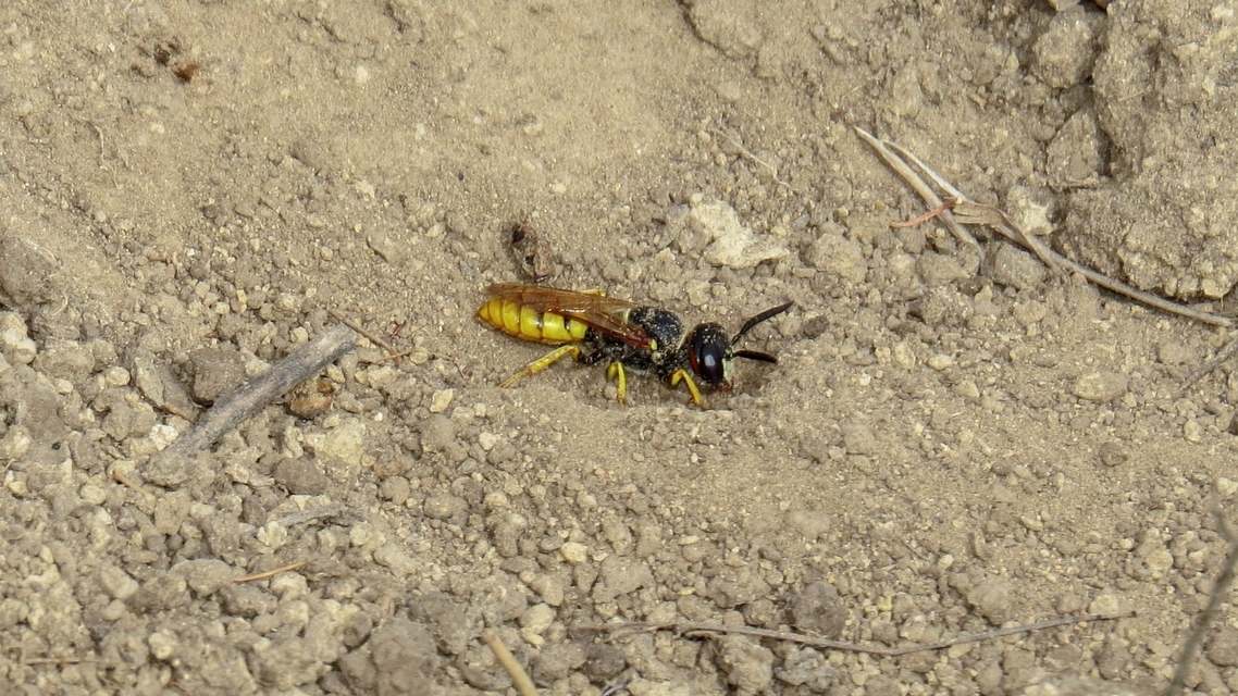 Philanthus triangulum - közönséges méhfarkas