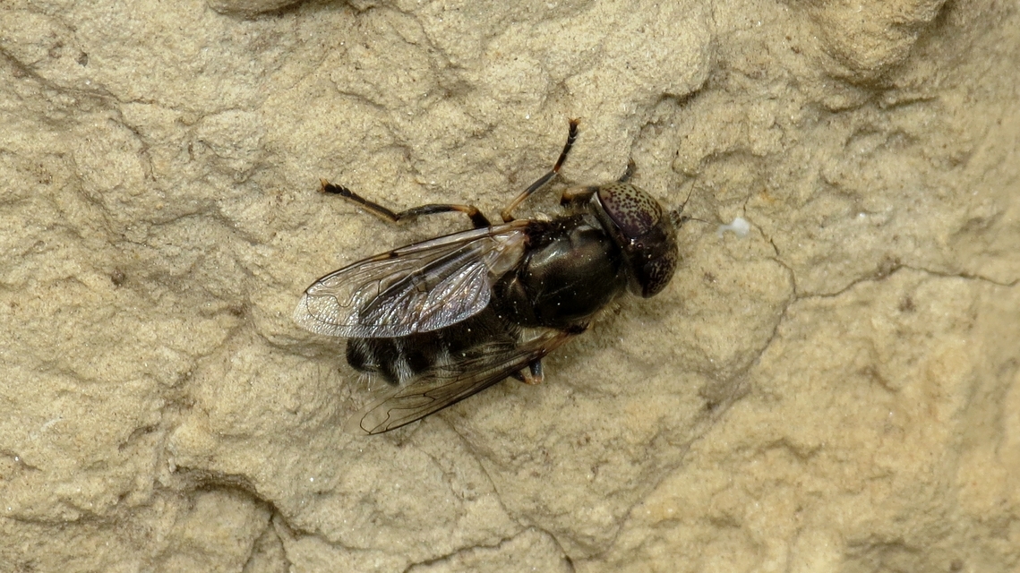 Eristalinus